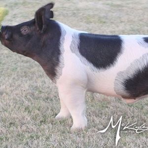 Meet your Posher, Kailee